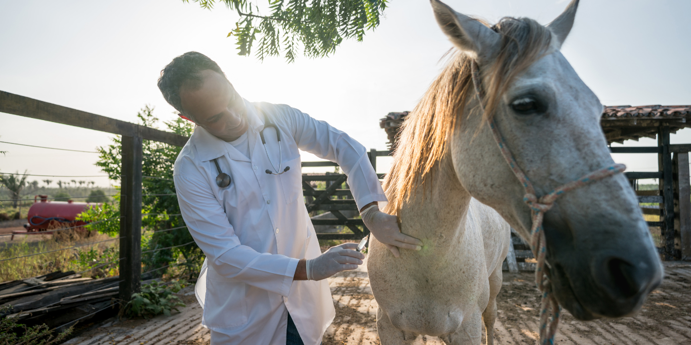 Impfungen bei Pferden: Ein kritischer Blick