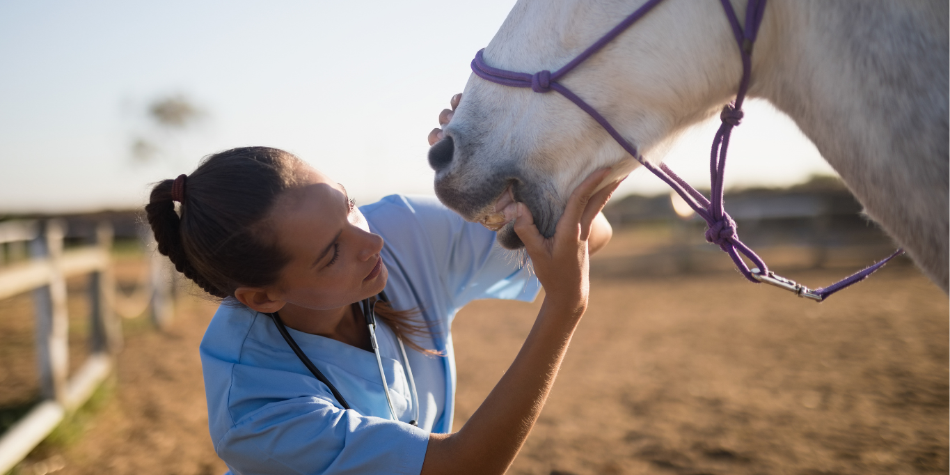 Präventive Fütterung - Zahngesundheit durch richtige Ernährung