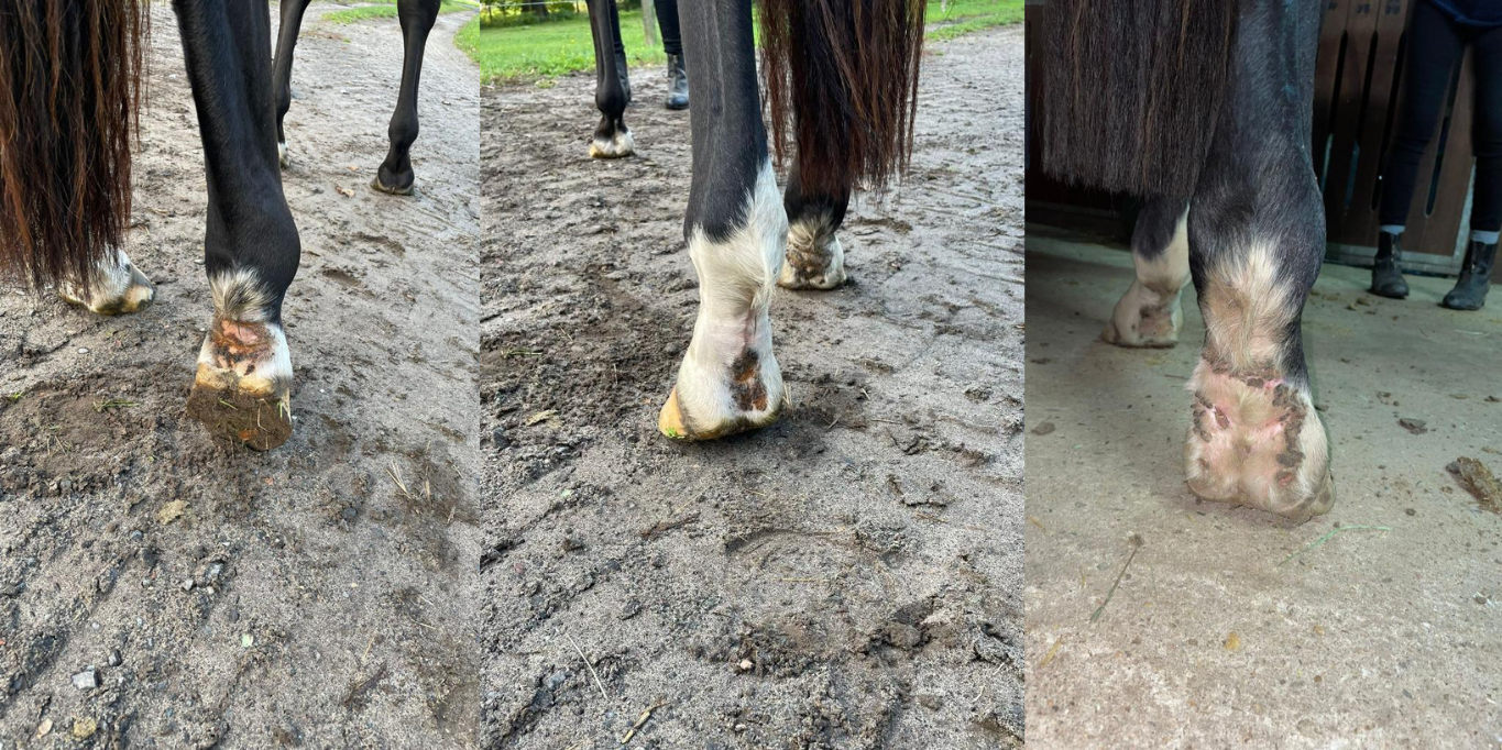 Vaskulitis beim Pferd