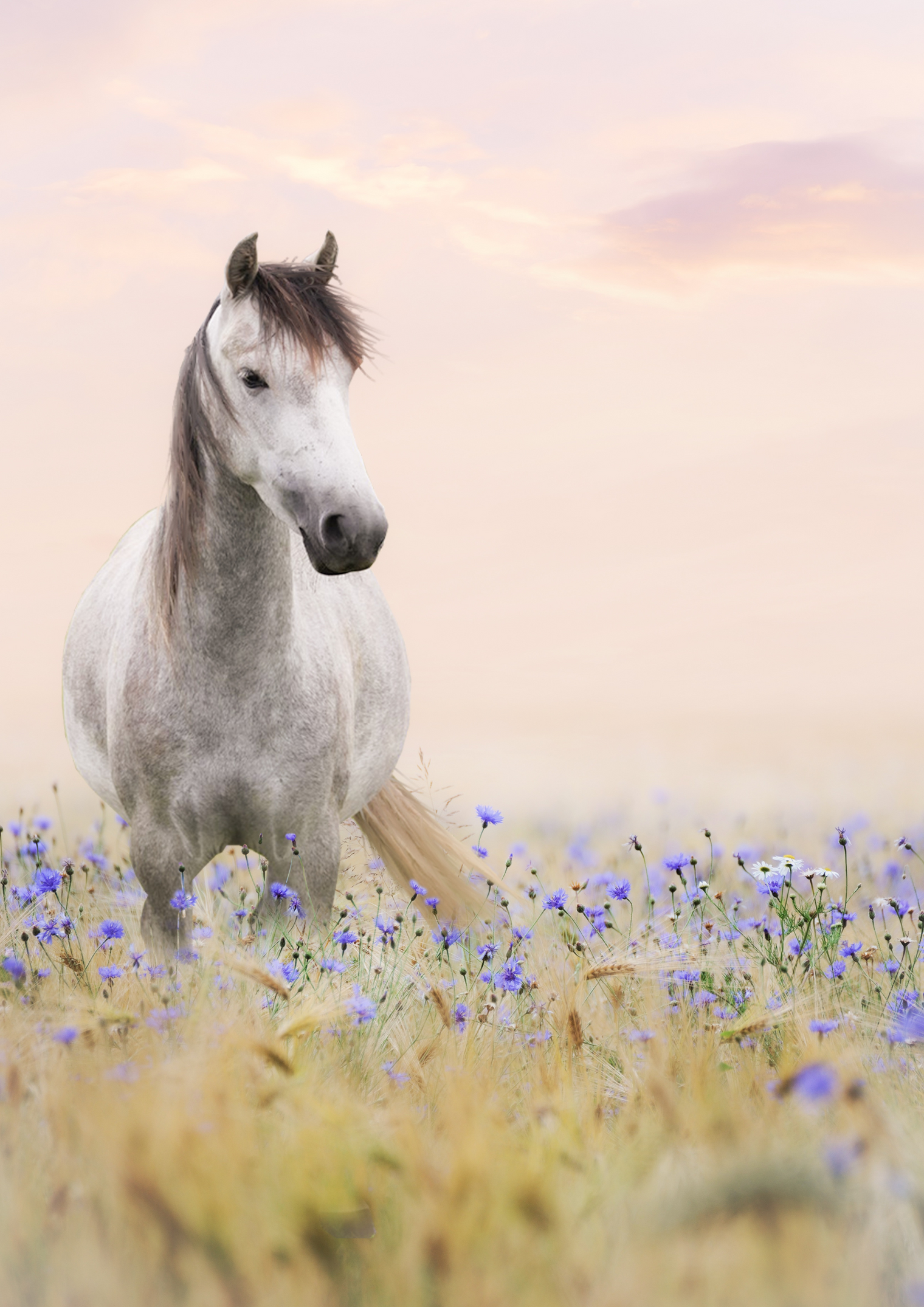 Phytate als Mineralstoffräuber?