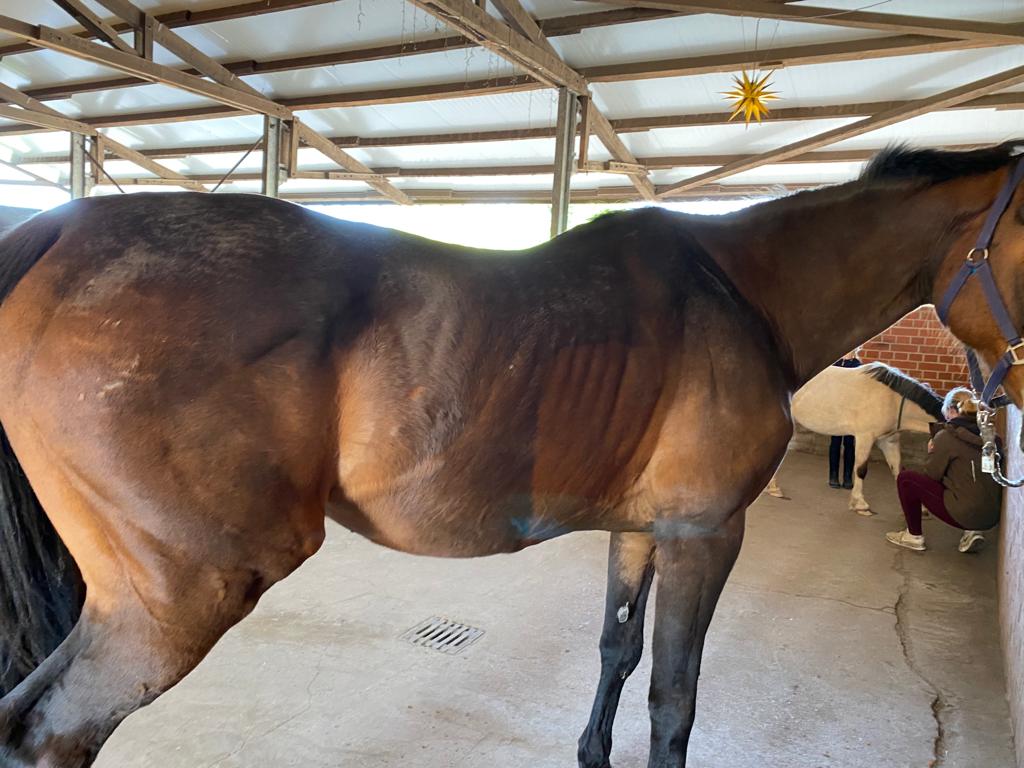 Pferde richtig entwurmen