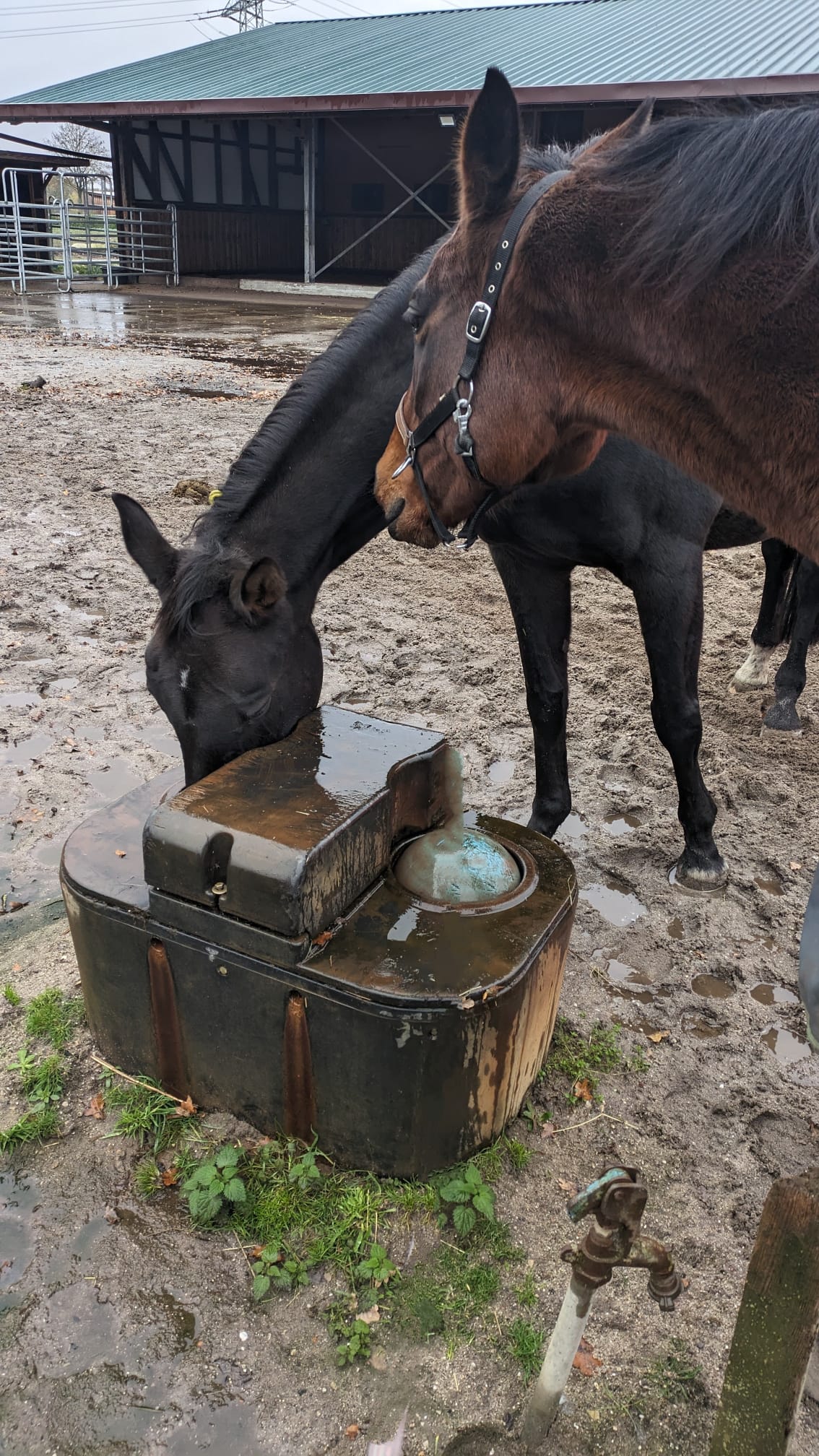 Zuviel Eisen im Wasser kann Pferde krank machen